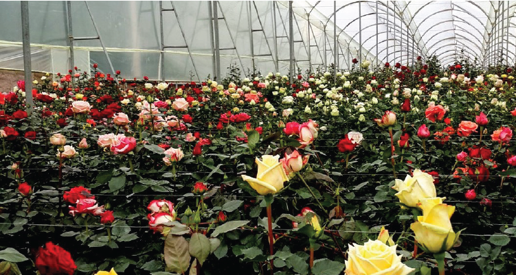 Bulk Foods Food Best Premium Quinoa Shrimp Roses Flowers Plants Blooms South America